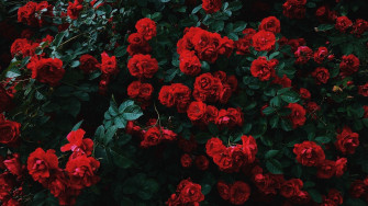 Top Best Aesthetic Flower Wallpaper For Desktop Pc Laptop
