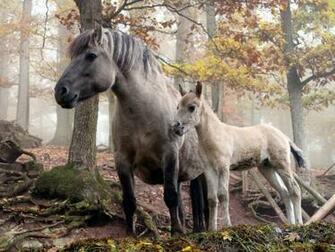 Animals Wallpaper