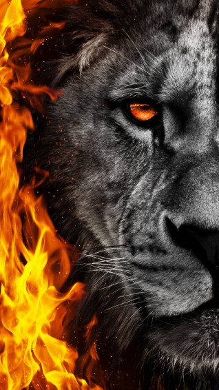Angry Lion Wallpaper