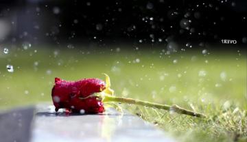 Wallpaper Sunlight Water Nature Grass Sky Rain Batman