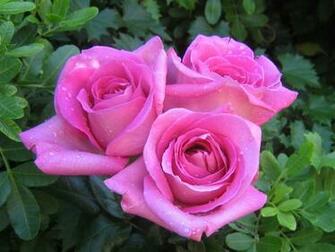 Pretty Roses Wallpaper