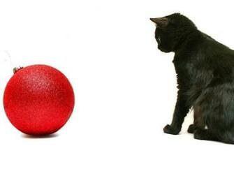 Background White Wallpaper Black Adult Cat Looking Christmas Ball