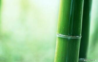Wallpaper Bamboo Forest Index