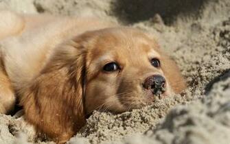 Golden Retriever Puppy Wallpaper Background