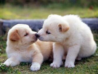 Lovely Puppy Dog Wallpaper For Your Computer Desktop