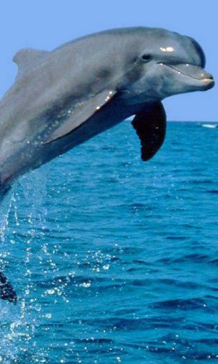 Dolphins HD Live Wallpaper For Android