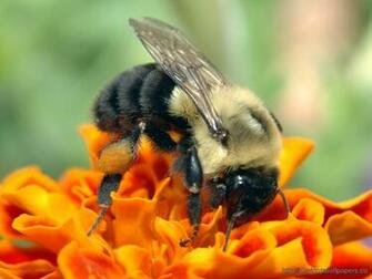 Bee Wallpaper Desktop