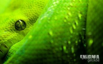 Geckos Enigma Wallpaper Reptiles Ofidios Saurios