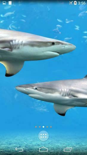 Shark 4k Live Wallpaper Android Apps And Tests Androidpit