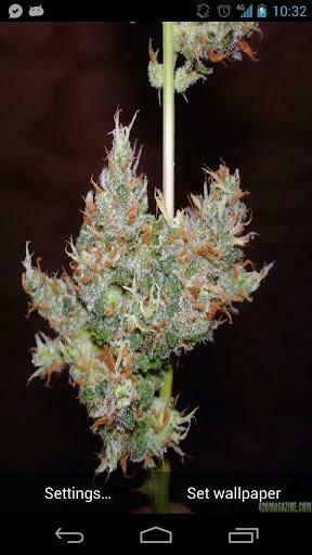 Marijuana And Psychadelic Toad With Dmt Meo Bufo Alvarius