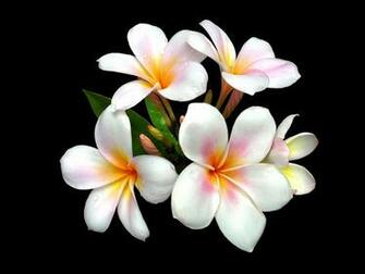 Plumeria Flowers Black Background Desktop