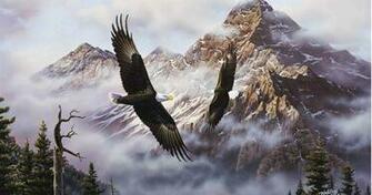 Bald Eagle