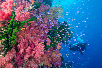 Fiji Travel Package Best Beach Resort Diving