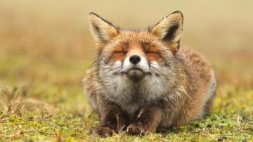 Fox Animals Closed Eyes Wallpaper HD Desktop And Mobile