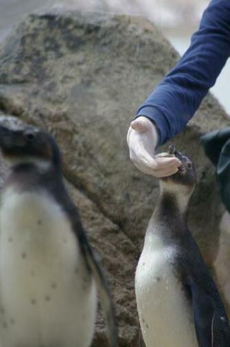 Penguins Image Young African Penguin Being Fed HD Wallpaper And