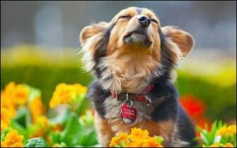 Cute Puppies In Spring Flowers Car Tuning