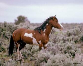 HD Animals Wallpaper Horses For Desktop
