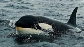 Killer Whale Wallpaper Related Keywords Amp Suggestions