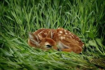 Fawn Wallpaper