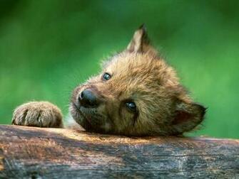 Funny Wolf Baby Wallpaper
