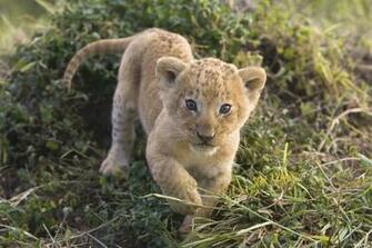 Beautiful Wallpaper Baby Cheetah