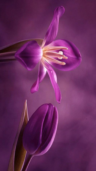 Purple Phone Wallpaper