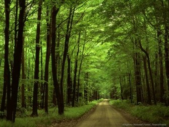 Peace Of Mind Beautiful Nature Wallpaper Forests