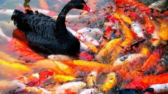 Koi Fish Photos Wallpaper
