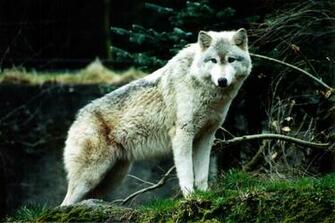 White Wolf Wallpaper
