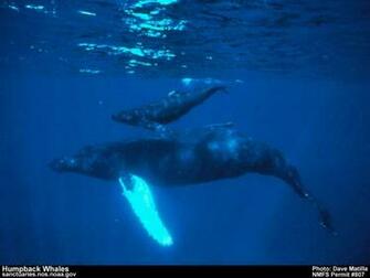 National Marine Sanctuaries Photo Gallery Desktop Wallpaper