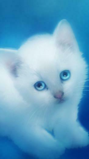 Cat Galaxy S4 Wallpaper HD