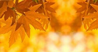 Autumn Leaves Background Background Fall