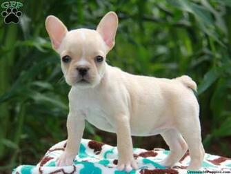 Teacup French Bulldog Wallpaper Puppies Costume