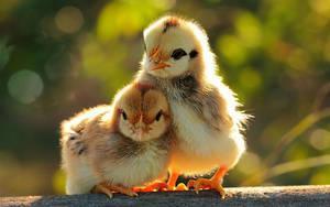 Animal Wallpaper Background For
