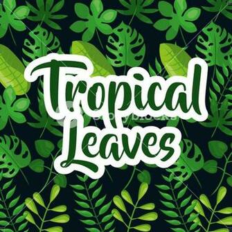 Tropic Leaves Background With Frame For Your Text Texture Vector