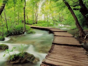 Nature Trees Forests Woods Long Exposure Rivers