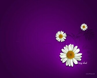 Daisy Flower Wallpaper