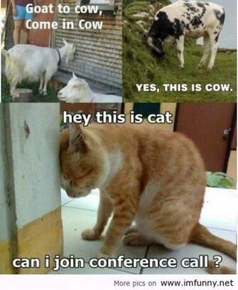 Funny Animal Wallpaper With Quotes Cute Jpg