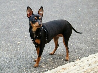 Mini Doberman Pinscher HD Wallpaper Animals
