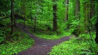 Forest Path Wallpaper Wallpoper