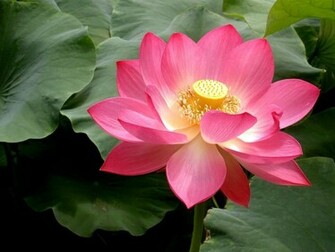 Pink Lotus Flowers Flower HD Wallpaper Image Pictures Tattoos