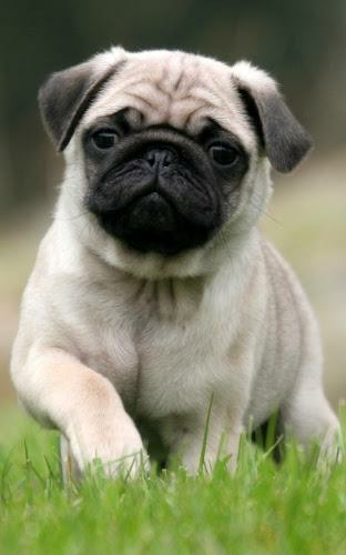 Puppies Live Wallpaper Screenshot