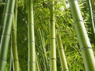 Bamboo Plants Wallpaper