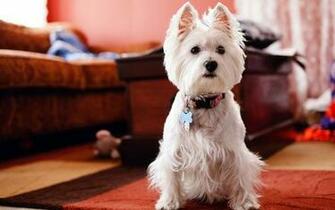 Animals Dogs Westie Wallpaper Desktop