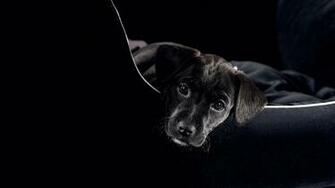Black Labrador Puppy Wallpaper Cute 3d For Desktop