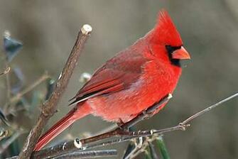 Cardinal Birds Wallpaper For Pc