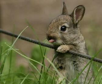 Funny And Cute Animals Widescreen Wallpaper