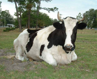 Farm Animal Wallpaper