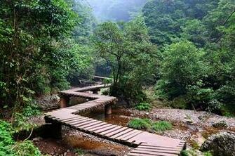 Forest Park Trees Walkway Bridge Stock Photos Image HD