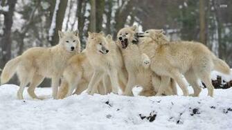 Desktop Wolf Background Pics